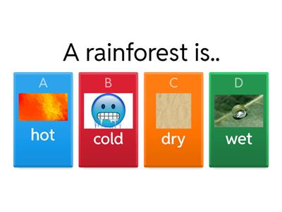 Rainforest habitat quiz