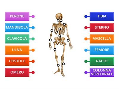 LO SCHELETRO UMANO - OSSA