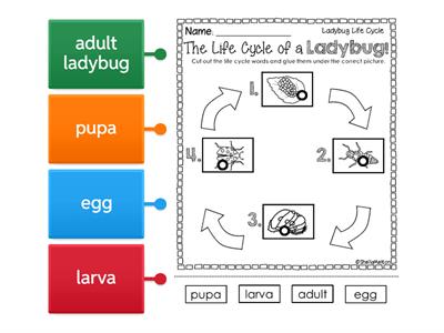  Life Cycle of a Ladybug Labeled Diagram (3rd grade Science)