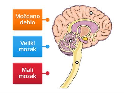 Dijelovi mozga