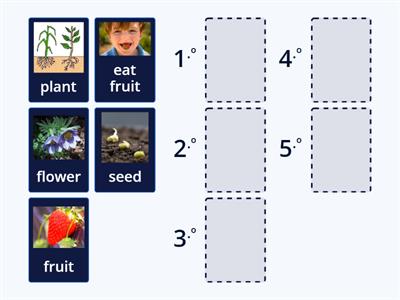 Life cycle of a fruit