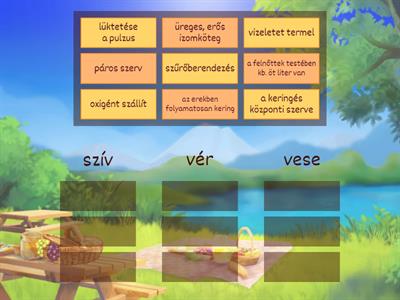 Emberi test, keringés