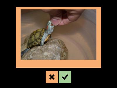 Вопросительные предложения Продолжение