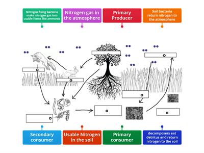 The Nitrogen Cycle