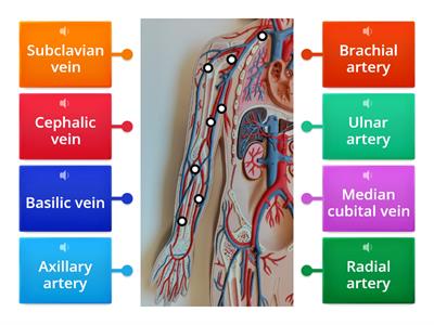 BSC 1086L Vessels of the upper extremities