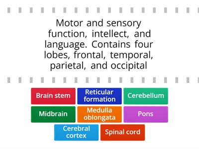 Internal Brain Anatomy