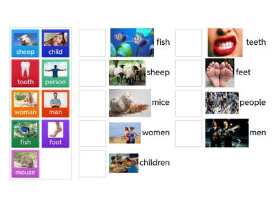 Irregular plurals 4 класс