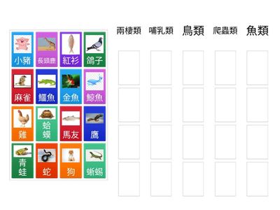 動物分類，3年班，自A，李肇熙