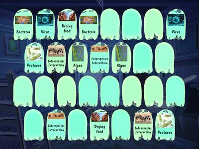 Year 6 Science Revision
