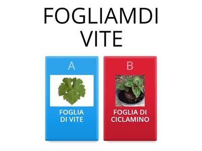 DIVERSI TIPI DI FOGLIE