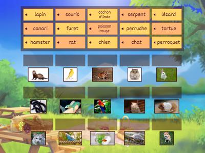 Exercice : Les animaux de compagnie