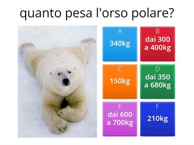 QUIZ ORSO POLARE