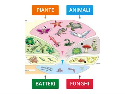 SCIENZE - i 5 regni