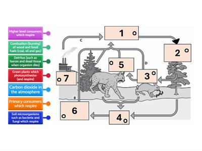 Carbon cycle