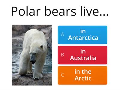 Polar Bears