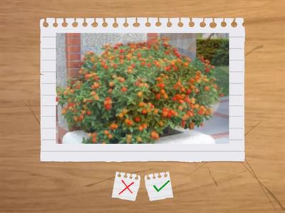 造園丙級植物識別