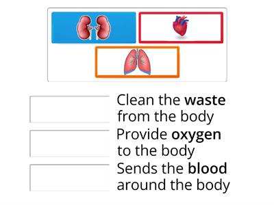 Body organs