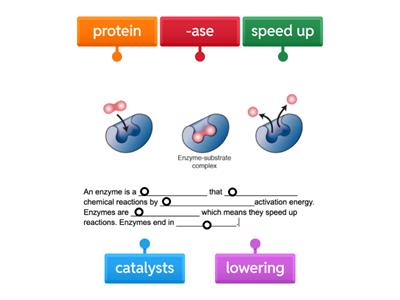Enzyme Labeling