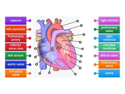 Internal heart structure