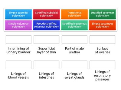 Types of Epithelial Tissue