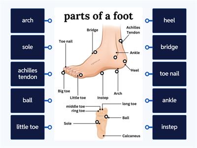Health & Safety - The Foot