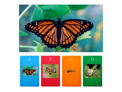 BUGS - QUIZ - MULTIPLAYER