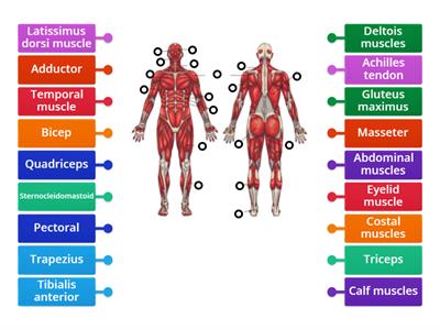 Muscles Locomotor system