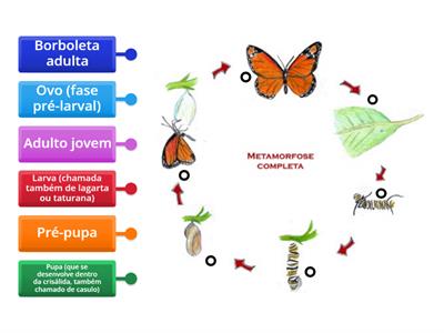 Ciclo de vida da Borboleta