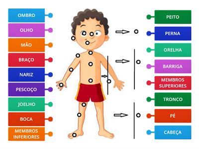 PARTES DO CORPO HUMANO