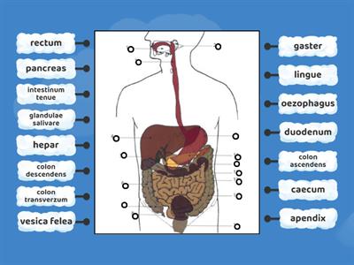 Anatomie GIT