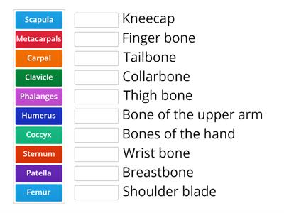 C02. Skeletal. Sys. (5) Bone name