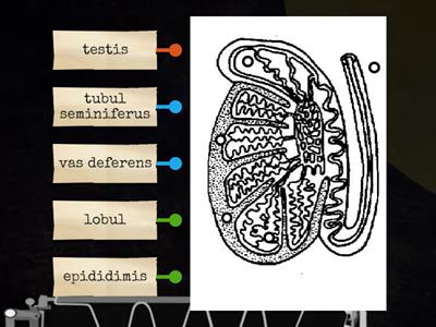 BIOLOGI: 15.2 KERATAN MEMBUJUR TESTIS