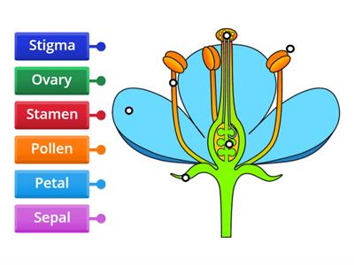 Parts of a Flower