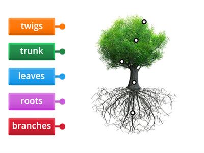 parts of a tree