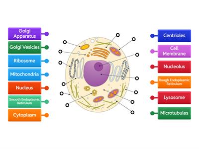 Label the cell diagram