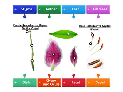 Dissection of a flower - Lily