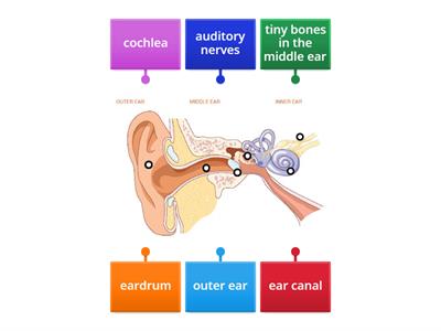 Ear Diagram