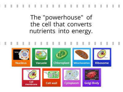 Cell structure and Functions