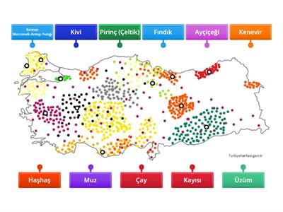 Coğrafya Tarım Ürünleri 1