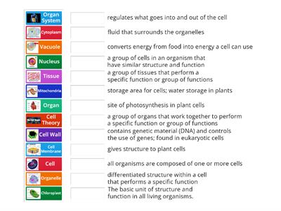 Cell Structure and Function