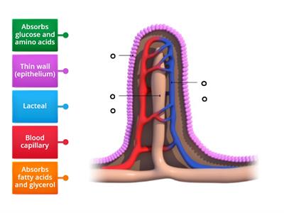 Structure and function of a Villus