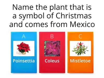 Christmas quiz