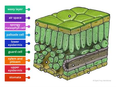 Nat 5 Biology 2.5 Leaf structure