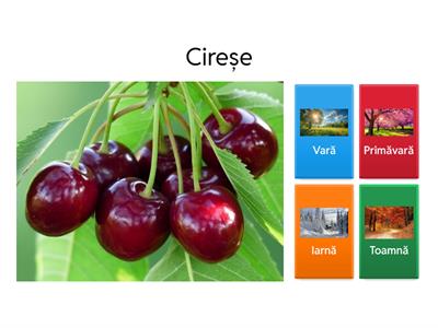 Cărui anotimp îi aparține elementul?
