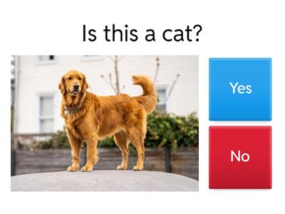 Yes/No Questions (L1v2)