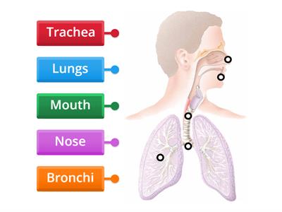 Label the Respiratory System