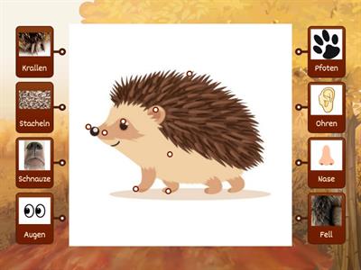 Der Igel