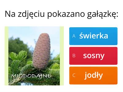 Mchy, paprotniki, rośliny nagonasienne