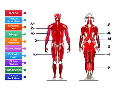 Muscular System
