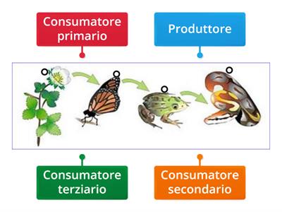 OSSERVA E COMPLETA 